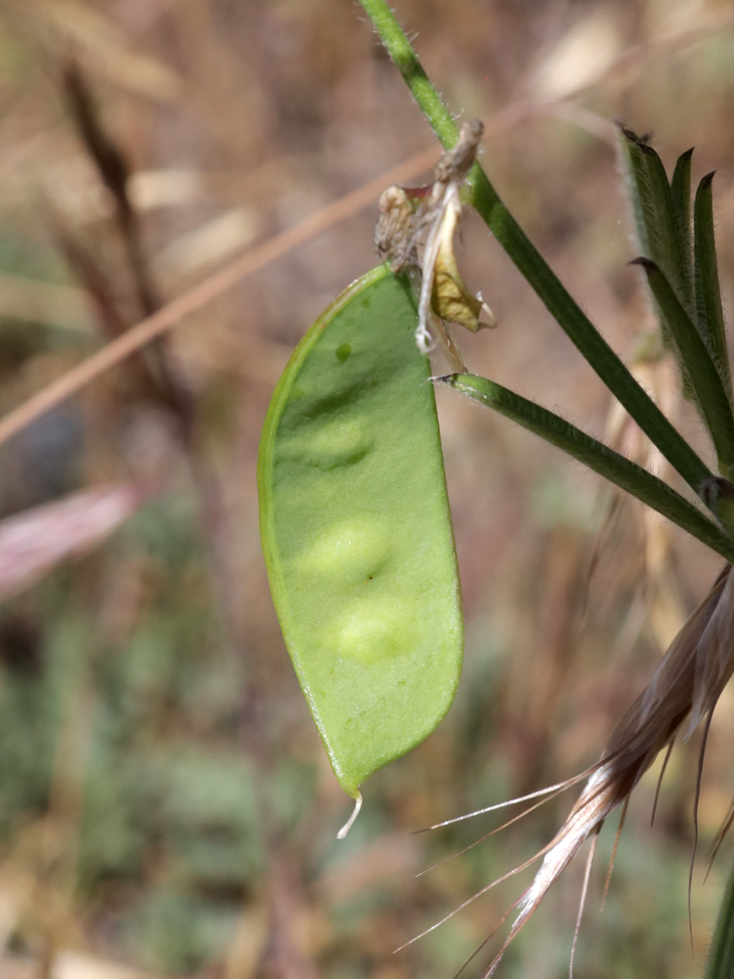 Image of genus Vicia specimen.