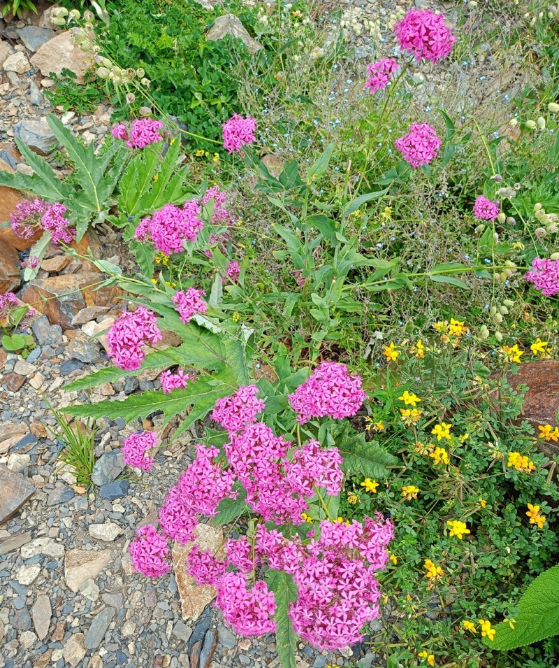 Изображение особи Silene compacta.