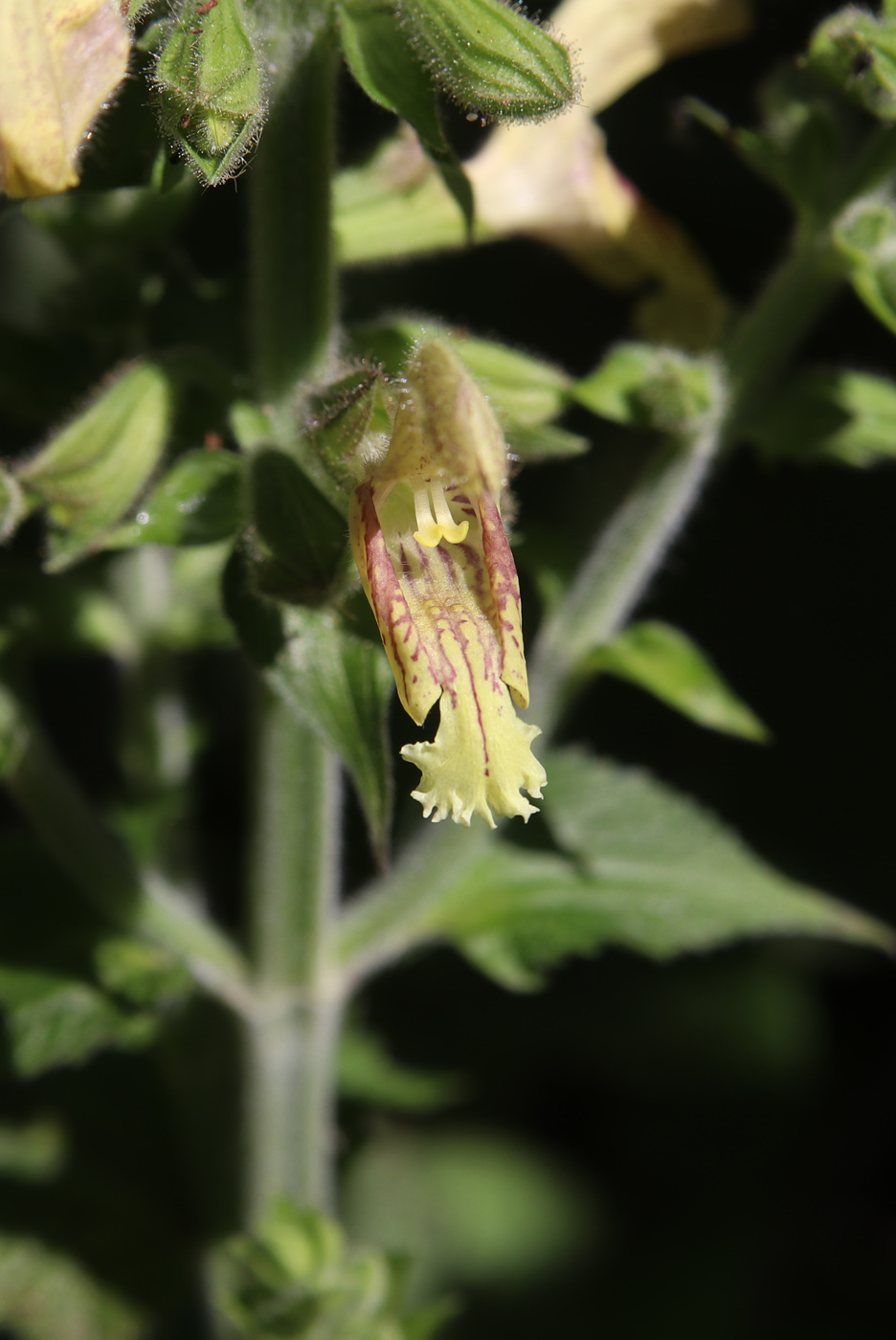 Image of Salvia glutinosa specimen.