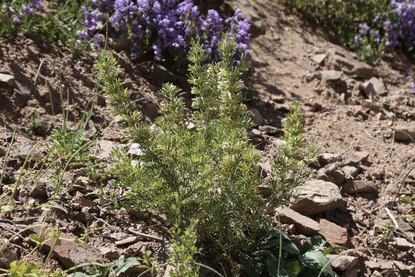 Image of Lagochilus occultiflorus specimen.