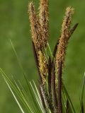 genus Carex. Верхушка цветущего растения. Башкортостан, Ишимбайский р-н, окр. села Ишеево. 13.05.2011.