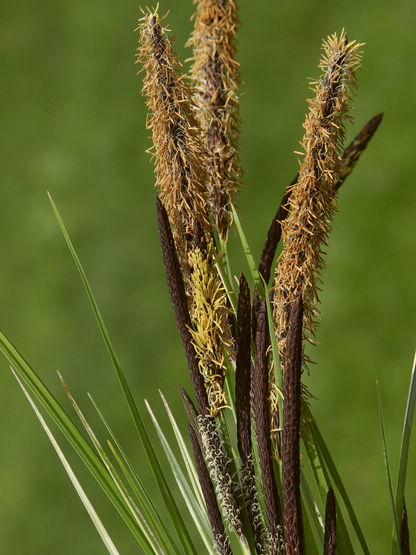 Изображение особи род Carex.