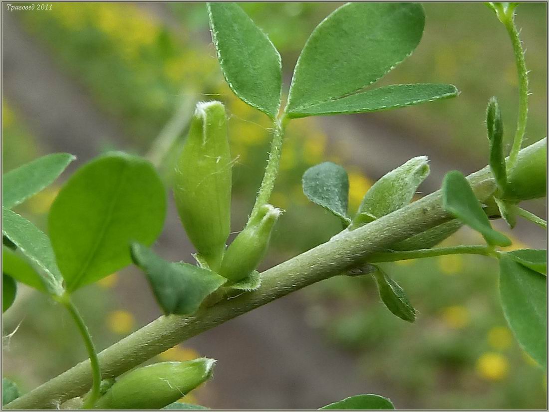 Изображение особи Chamaecytisus ruthenicus.