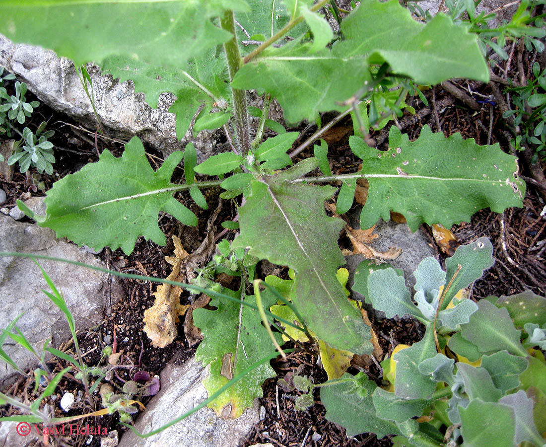 Image of Hesperis steveniana specimen.
