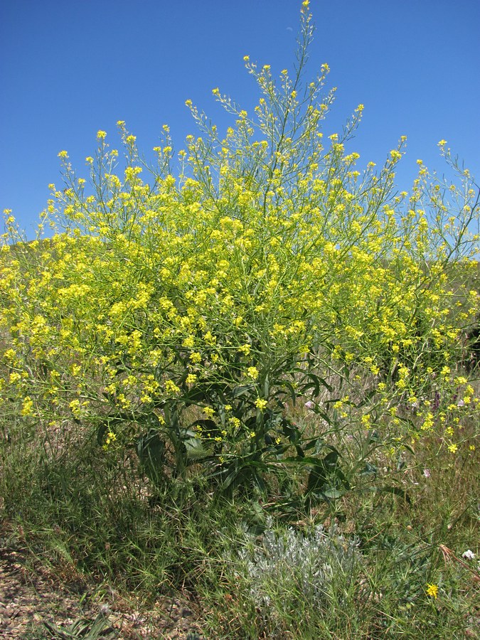 Image of Erucastrum armoracioides specimen.