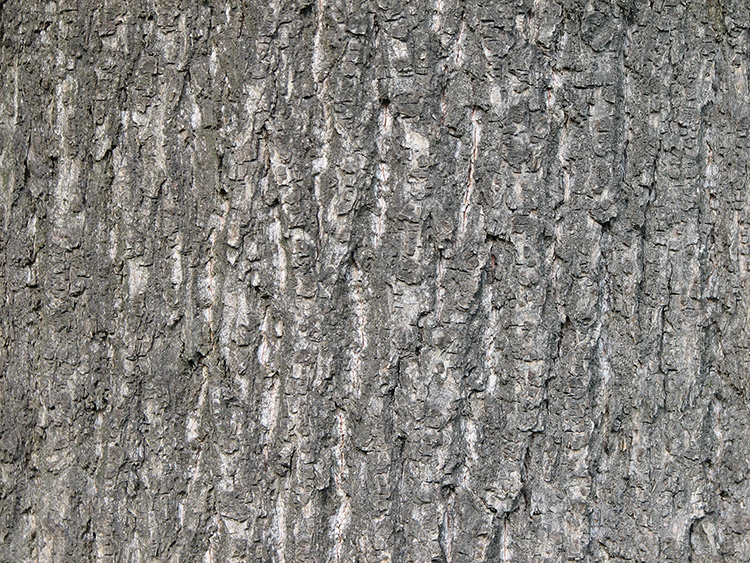 Image of Tilia cordata specimen.