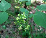 Ptelea trifoliata