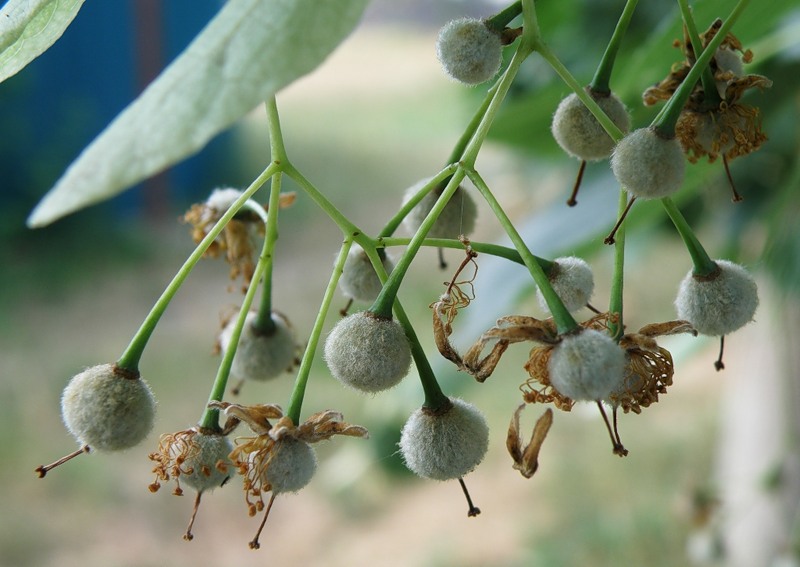 Image of Tilia amurensis specimen.