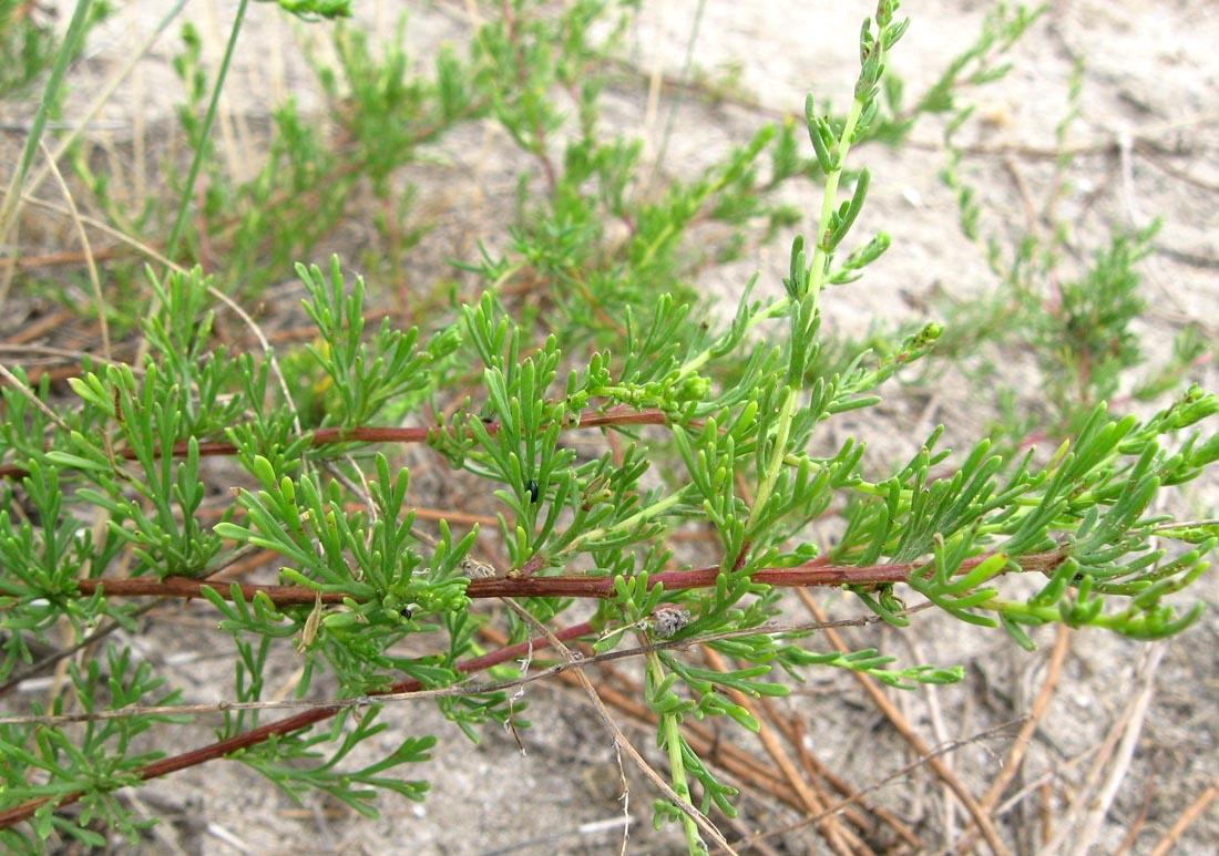 Изображение особи Artemisia arenaria.