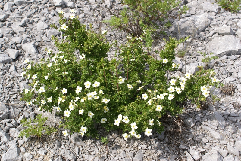 Изображение особи Dasiphora glabrata.