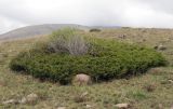 Juniperus turkestanica