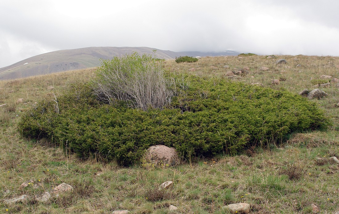 Image of Juniperus turkestanica specimen.