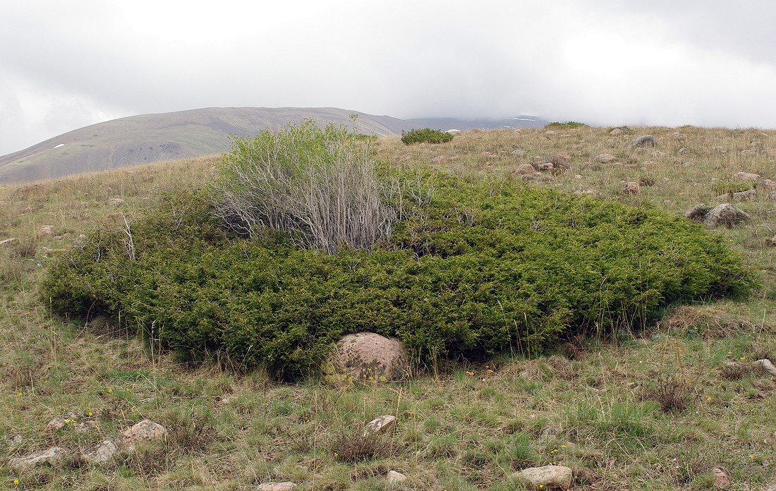 Image of Juniperus turkestanica specimen.