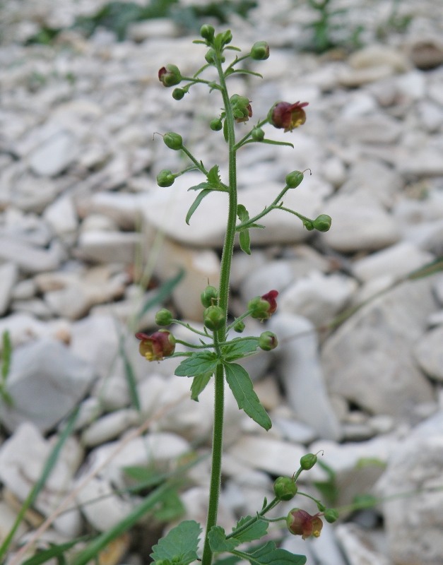 Изображение особи Scrophularia scopolii.