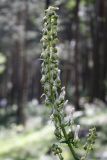 Aconitum orientale