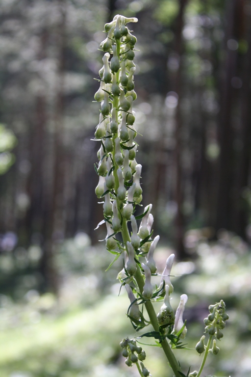 Изображение особи Aconitum orientale.