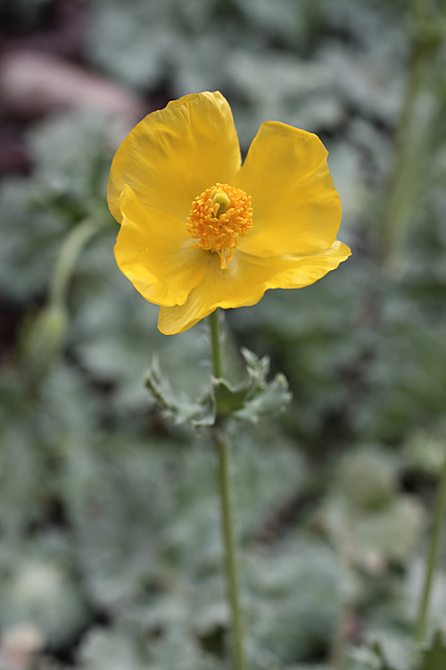 Image of Glaucium fimbrilligerum specimen.