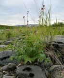 Sanguisorba officinalis. Зацветающее растение. Полярный Урал, берег Юнъяхи. 22.07.2011.