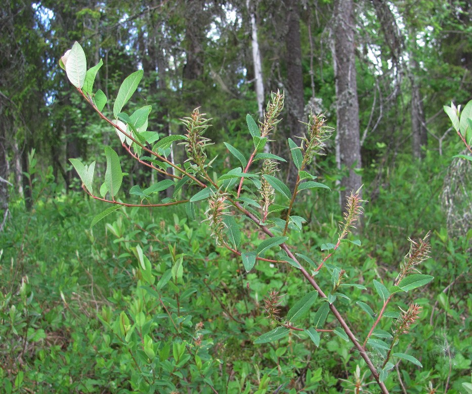 Изображение особи Salix myrtilloides.