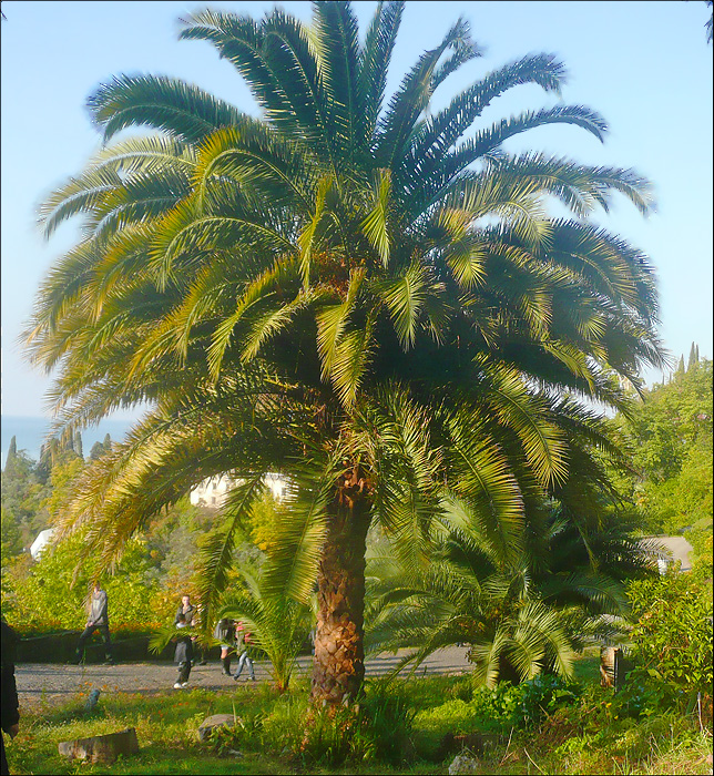 Изображение особи Phoenix canariensis.