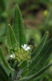 Cryptospora falcata