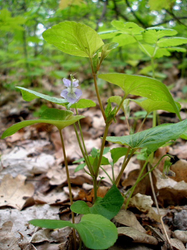 Image of Viola tanaitica specimen.