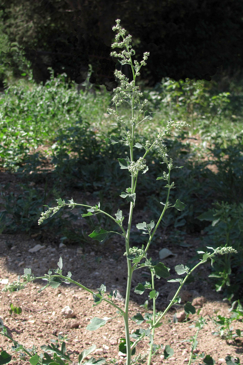 Image of Chenopodium opulifolium specimen.