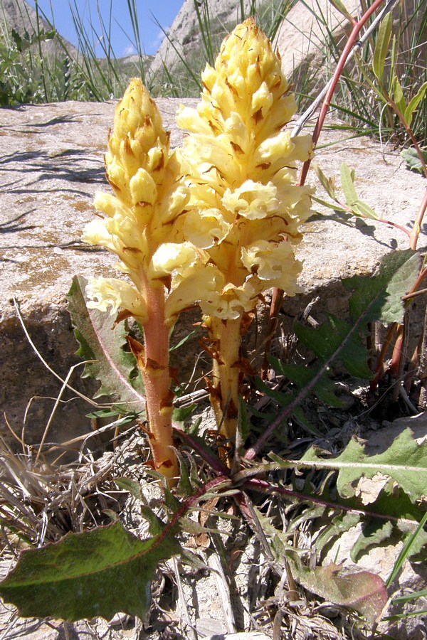 Image of Orobanche centaurina specimen.