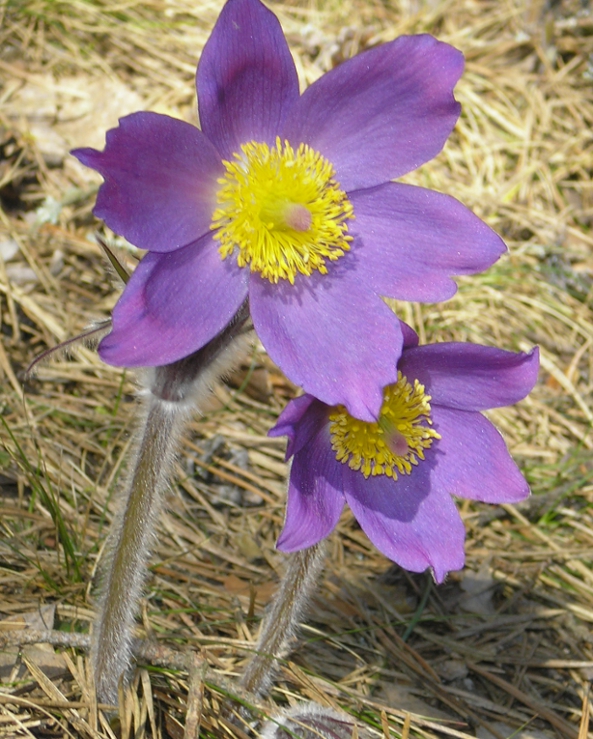 Image of Pulsatilla patens specimen.