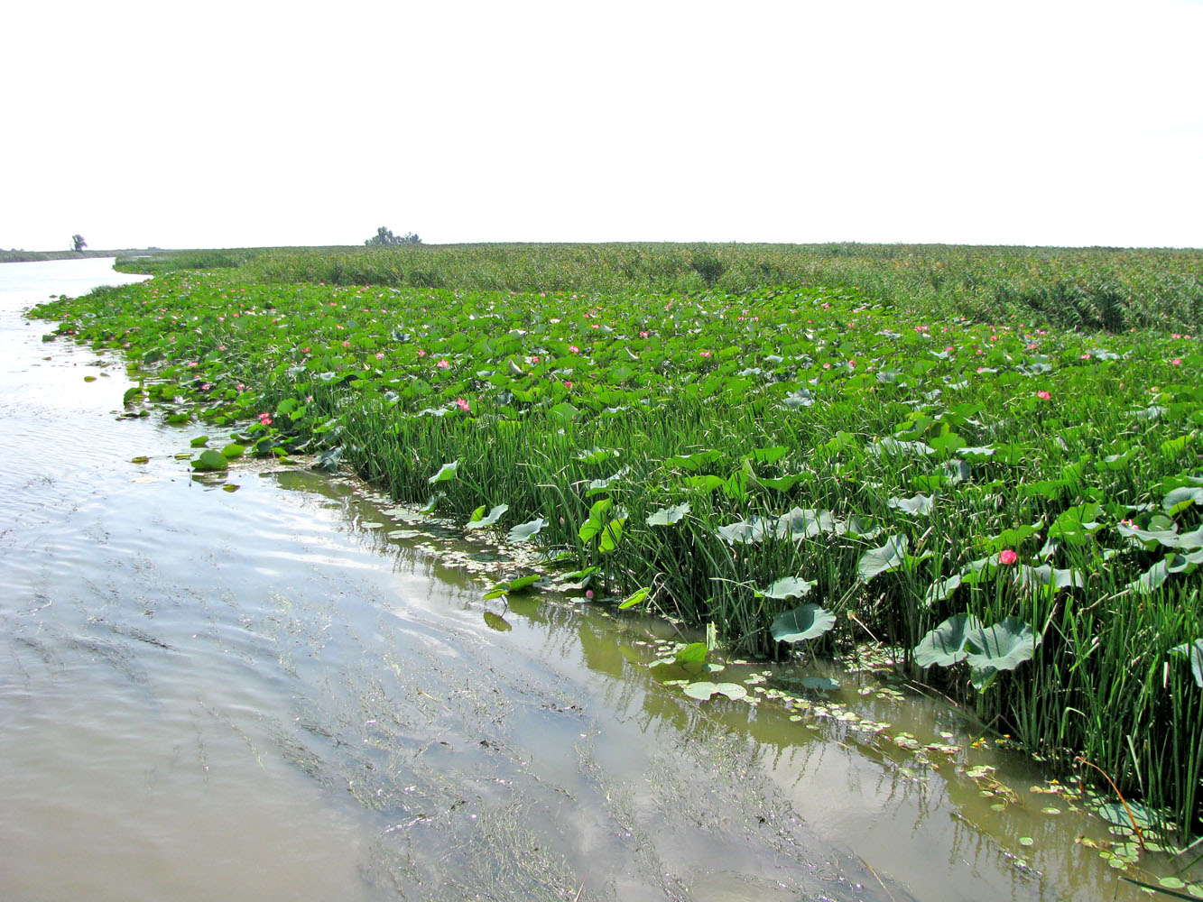 Изображение особи Nelumbo caspica.