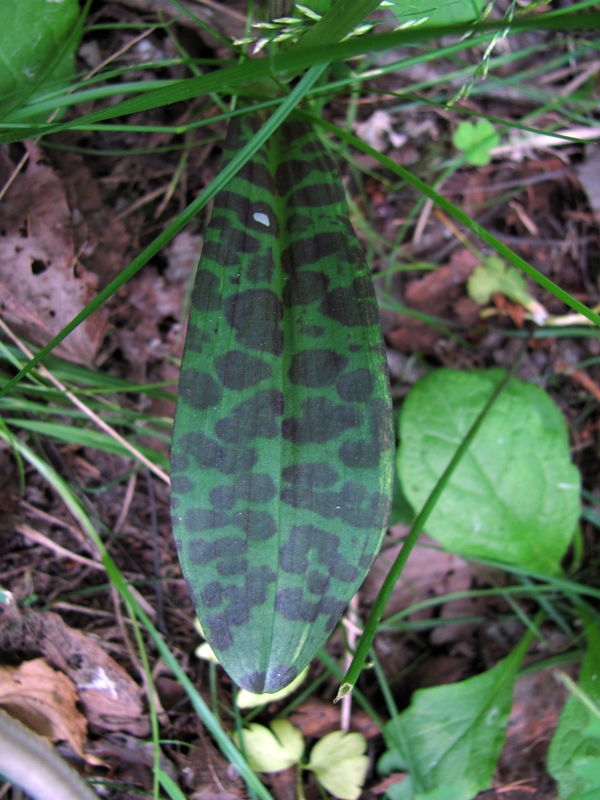 Image of Dactylorhiza fuchsii specimen.