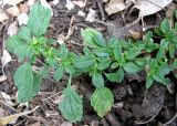 Amaranthus blitum. Верхняя часть зацветающего побега. Астраханская обл., Камызякский р-н, берег р. Гандурино у переправы возле с. Образцово-Травино. 17.08.2011.