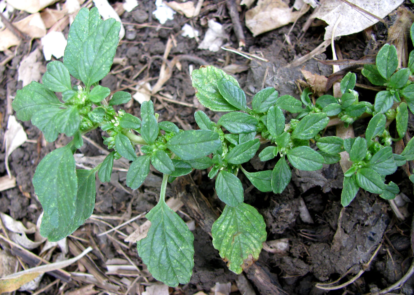 Изображение особи Amaranthus blitum.