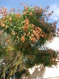 Koelreuteria paniculata. Крона небольшого плодоносящего дерева. Западный Крым, г. Саки, у дачных участков возле базы отдыха \"Прибой\". 23.08.2011.