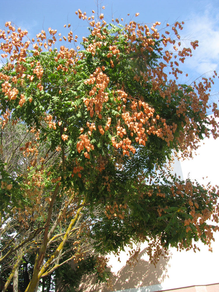 Image of Koelreuteria paniculata specimen.