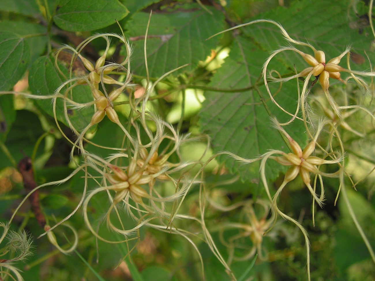 Image of Clematis mandshurica specimen.