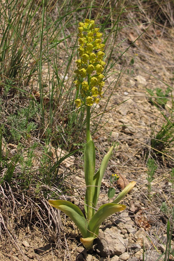 Изображение особи Orchis punctulata.