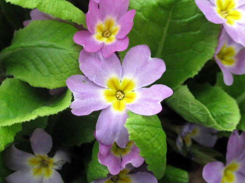 Image of Primula vulgaris specimen.