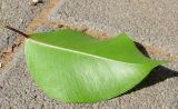 Ficus benjamina
