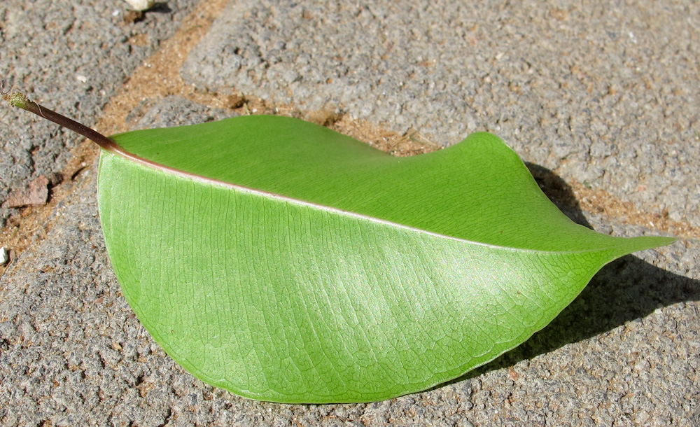 Image of Ficus benjamina specimen.