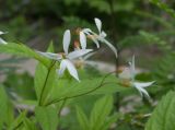 Gillenia trifoliata