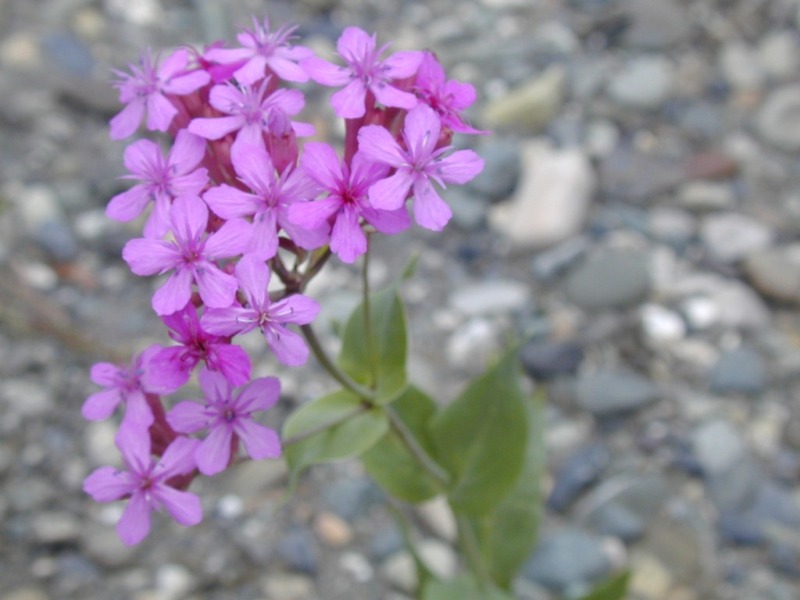 Image of Silene compacta specimen.