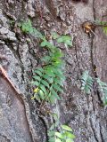 Gleditsia triacanthos. Нижняя часть ствола старого дерева с колючками и развивающимися из спящих почек побегами. Зап. Крым, г. Саки, сквер у санатория им. Н.Н. Бурденко. 29.08.2011.