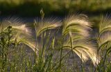 Hordeum jubatum