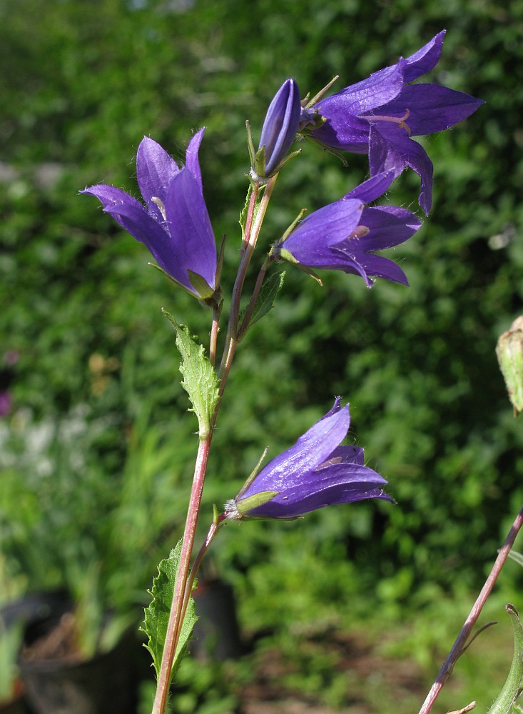 Image of Campanula sphaerocarpa specimen.