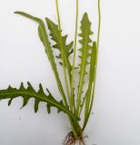 Image of taxon representative. Author is Андрей Комраков