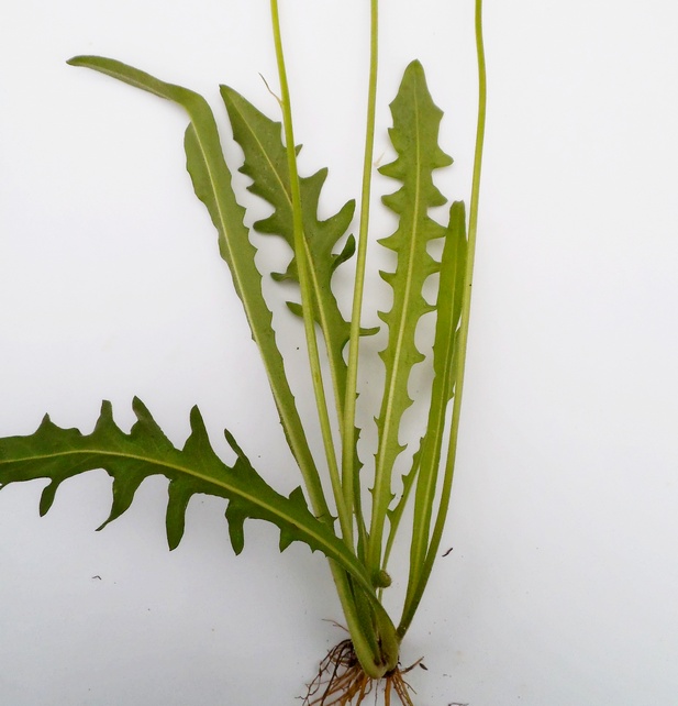 Image of Leontodon hispidus ssp. hastilis specimen.