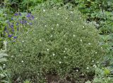 Centaurea diffusa