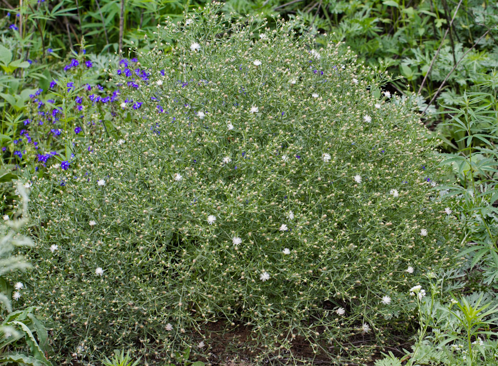 Image of Centaurea diffusa specimen.