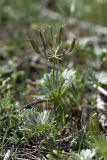 Eranthis longistipitata